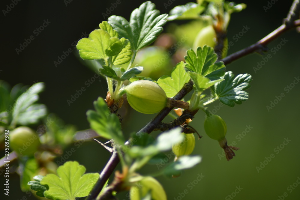 Fototapeta premium Unreife Stachelbeeren