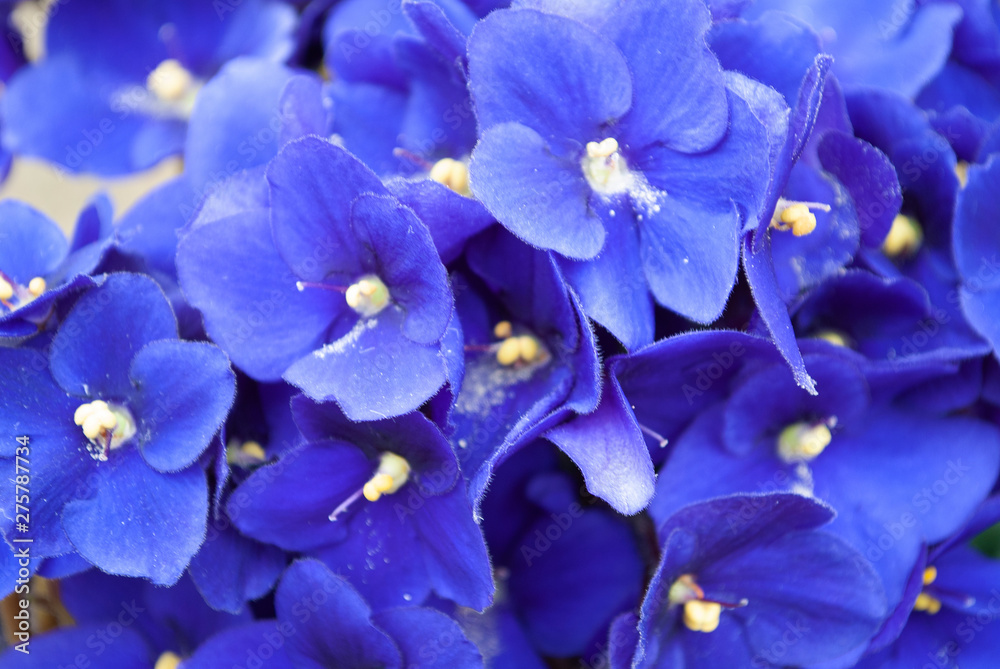 blue violet macro. flower. in the sun. summer blue violet macro. flower. in the sun. summer