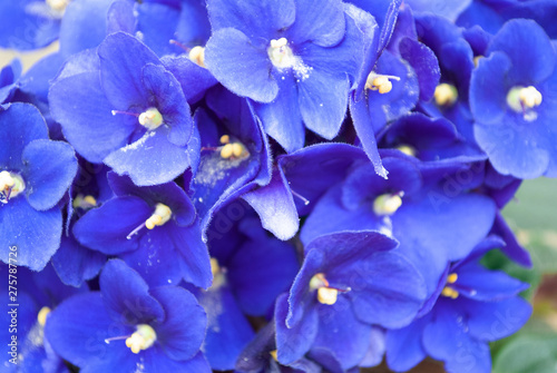 blue violet macro. flower. in the sun. summer