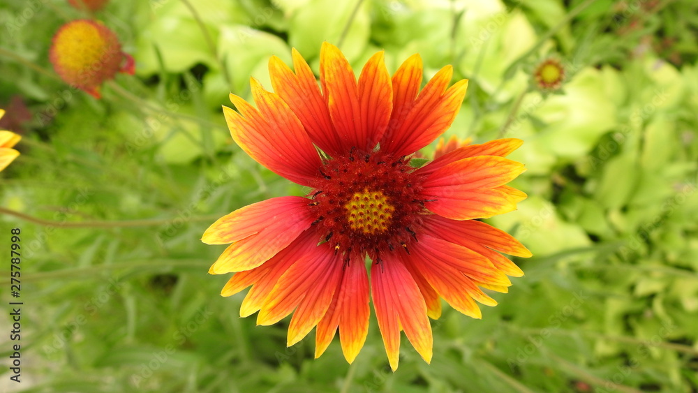 blanketflower or Gaillardia blanketflower or Gaillardia