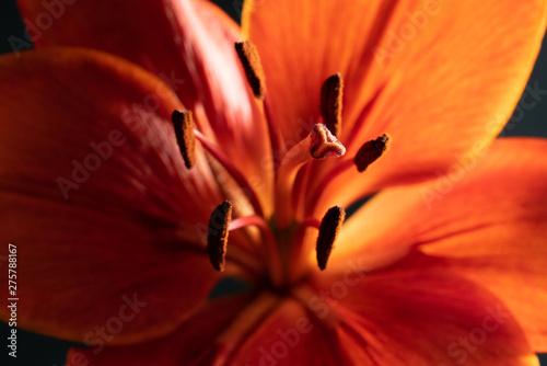 Orange Flower Stigma Closeup Backlit