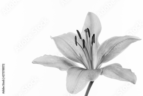 Silver Single Flower White Background