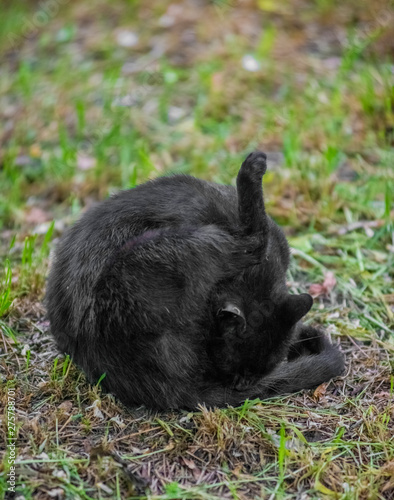 Wild black cat licking his balls on the grass photo