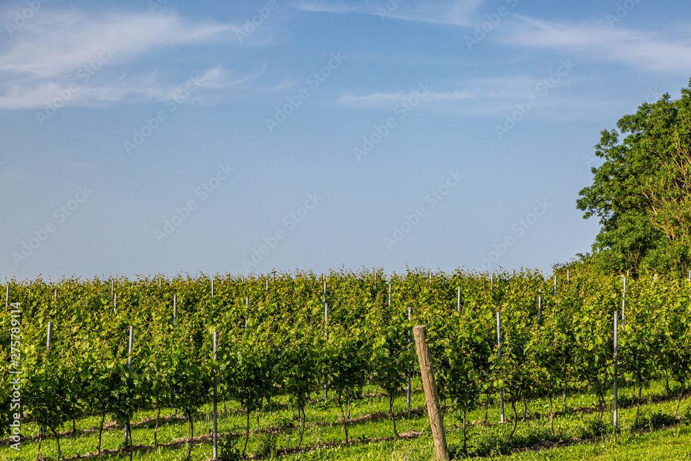 A view of vines growing in a vineyard in Sussex on a sunny summers evening