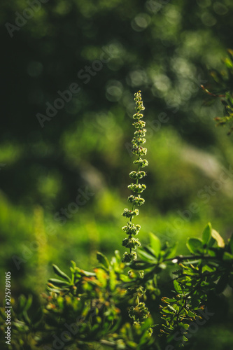 Green leaf anf lights on it