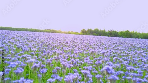 Wallpaper Mural Purple Field Lila Torontodigital.ca