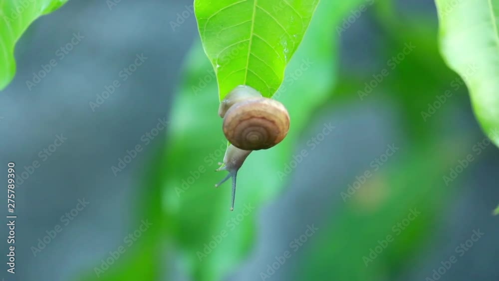 Close-up of burgundy snail walking on the leaf, In the morning Close-up of burgundy snail walking on the leaf, In the morning