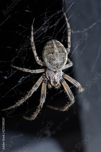 Female european garden spider sitting in its web, waiting for prey