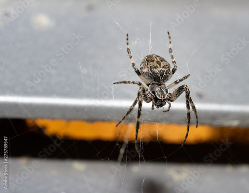 Female european garden spider sitting in its web, waiting for prey