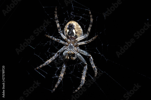 Female european garden spider belly