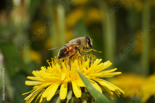 Eristalis tenax fly closeup on yellow dandelion flower photo