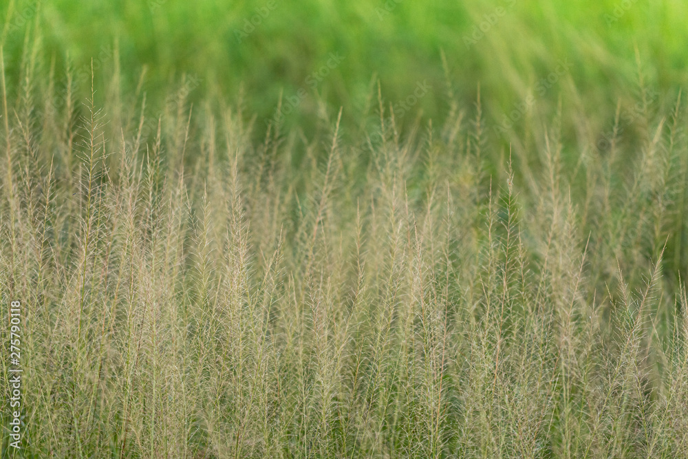 Fototapeta premium Campo