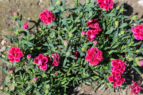 Dianthus caryophyllus, commonly known as the carnation or clove pink, is a species of Dianthus. This flower is blooming in spring in a garden