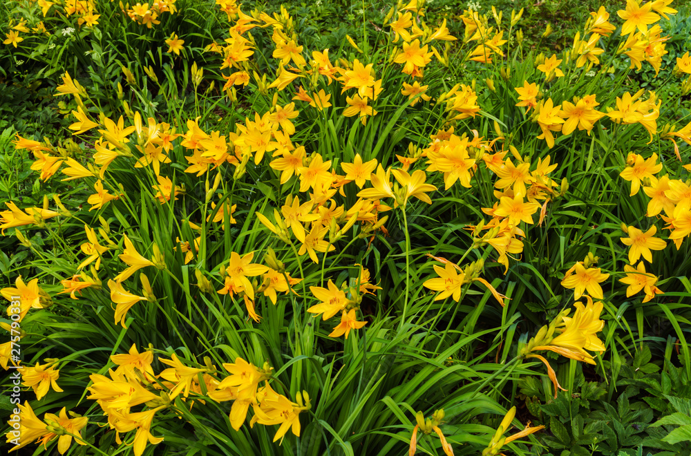 Flowers of yellow daylilies in the garden in the middle of summer.