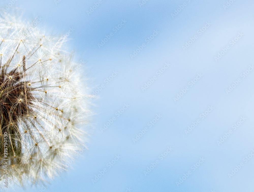 White dandelion on a blue background. Copy space. There is a place for text. The concept of nature, freedom, summer