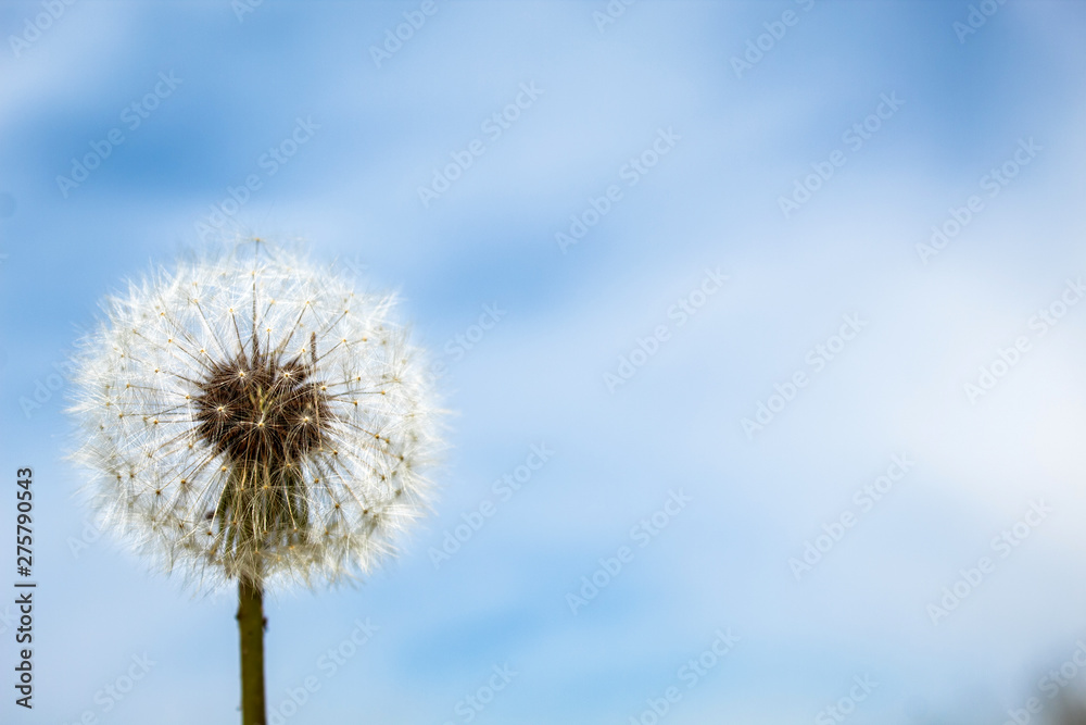 White dandelion on a blue background. Copy space. There is a place for text. The concept of nature, freedom, summer