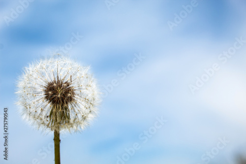 White dandelion on a blue background. Copy space. There is a place for text. The concept of nature  freedom  summer
