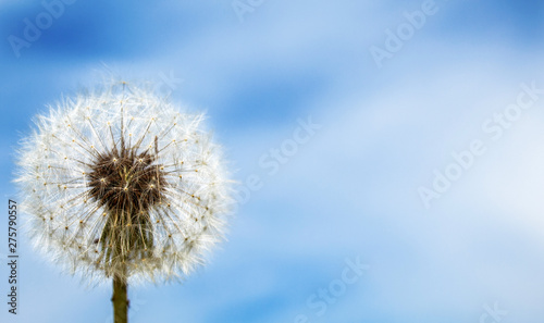 White dandelion on a blue background. Copy space. There is a place for text. The concept of nature  freedom  summer