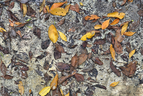 Bright colorful abstract background of mangrove leaves on the sandy shore of the Peace River in Punta Gorda Florida 
