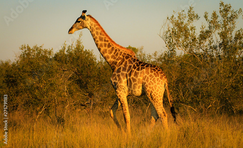 Photography Giraffe