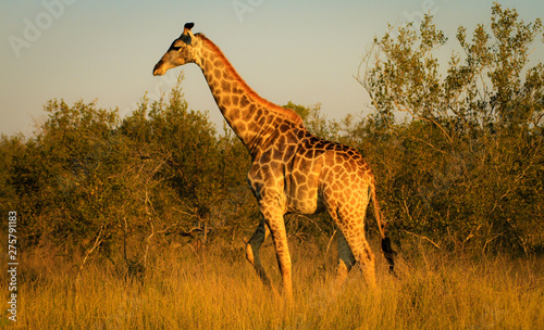 Giraffe