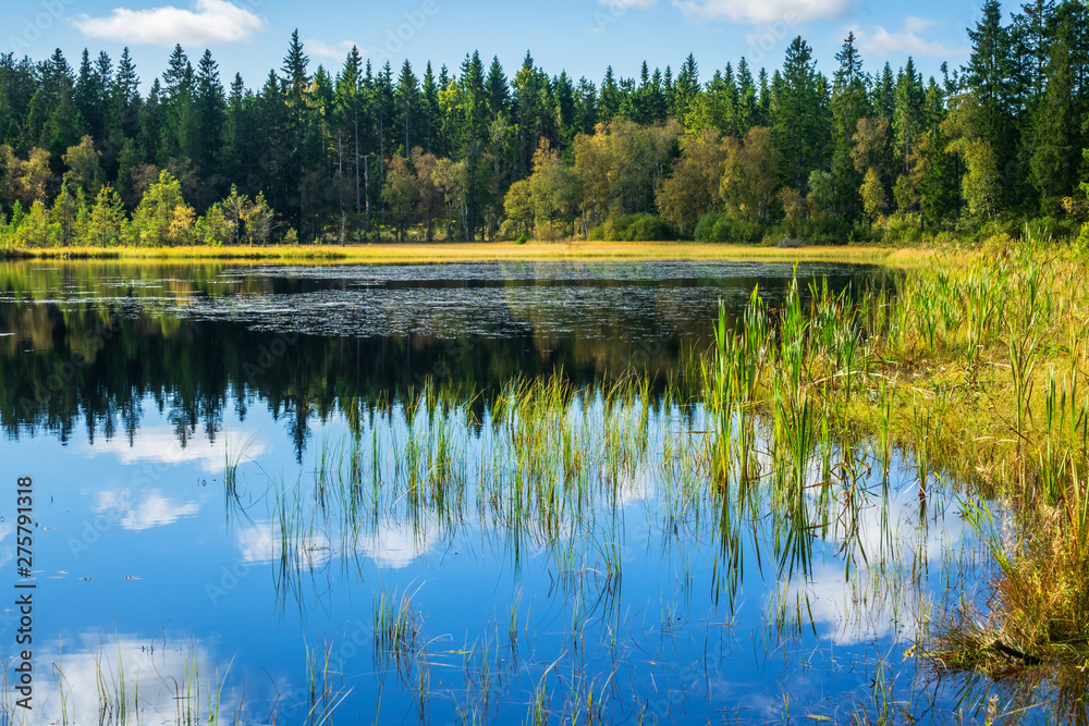 Beautiful Forest shorelake with reflections in the water