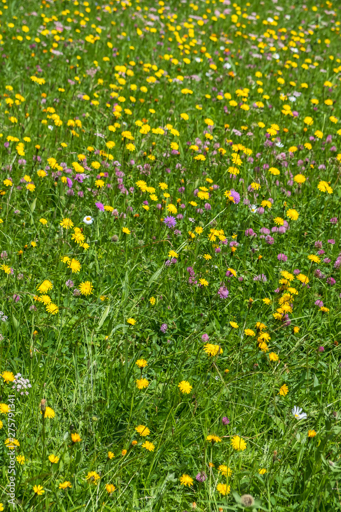 Flowering meadow with wild summer flowers