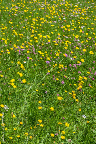 Flowering meadow with wild summer flowers