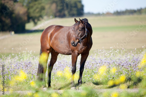 Photos pferd warmblut hengst portrait auf Sommer Wiese mit bunten Blumen