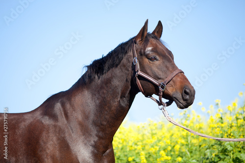 Pferd Kopf portrait. Braunes Warmblut  © anjajuli