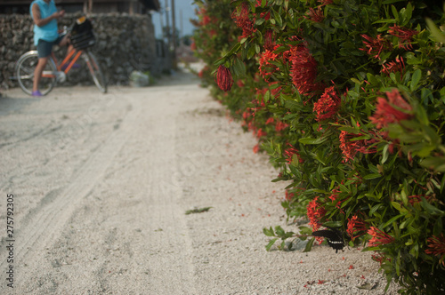 I went on a trip to Hateruma Island in Okinawa. photo