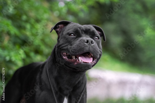 Photographie portrait of black staffordshire bull terrier on the background of green trees i
