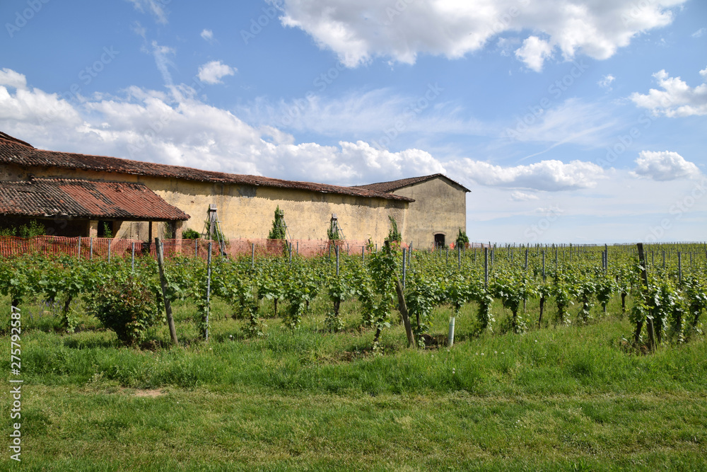 An old farmhouse surrounded by its vineyard in Franciacorta - Italy An old farmhouse surrounded by its vineyard in Franciacorta - Italy