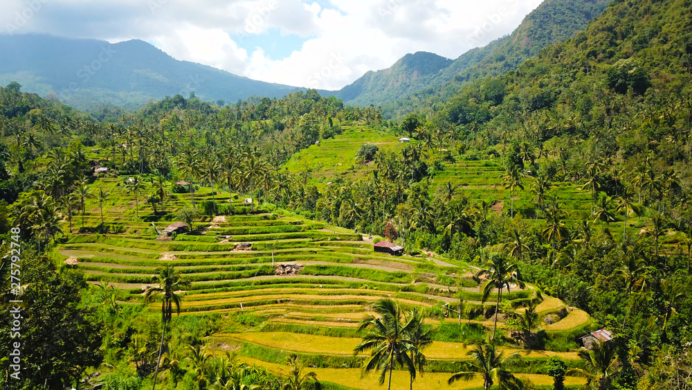 Rice fields at Sekumpul, Bali, Indonesia