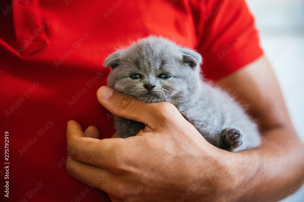 Young man holding baby scottish fold gray kitten. Portrait of a Cute, beautiful and fluffy grey scottish fold cat. 