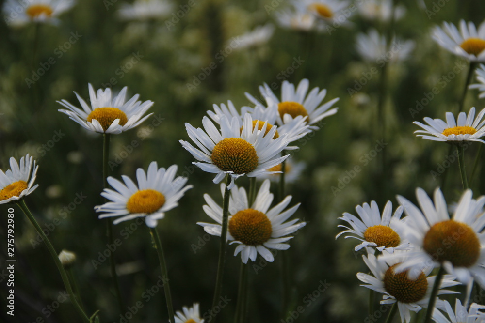 Fototapeta premium field of daisies