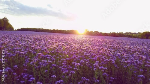 Amazin purple field photo