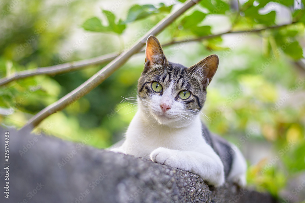 I photographed a pretty wild cat. I photographed a pretty wild cat.