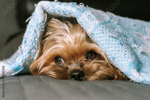 Dog yorkshire terrier under a blanket