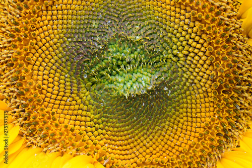 Helianthus annuus sunflower flower
