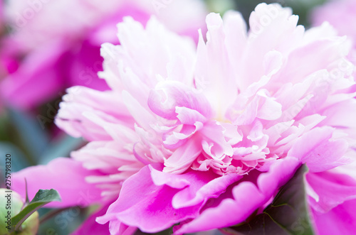 Close up of beautiful pink peony flower. Natural background. - Image