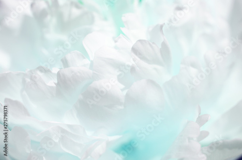 Fototapeta Naklejka Na Ścianę i Meble -  Close up of beautiful peony flower. Turquoise toned photo. - Image