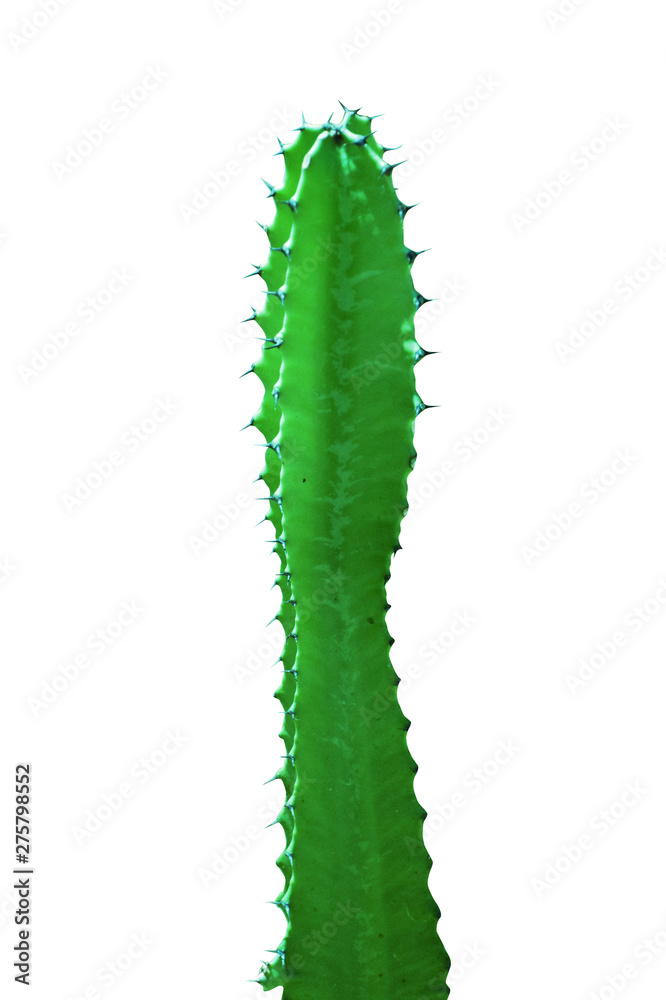Naklejka premium Art Cactus silhouette in the white background