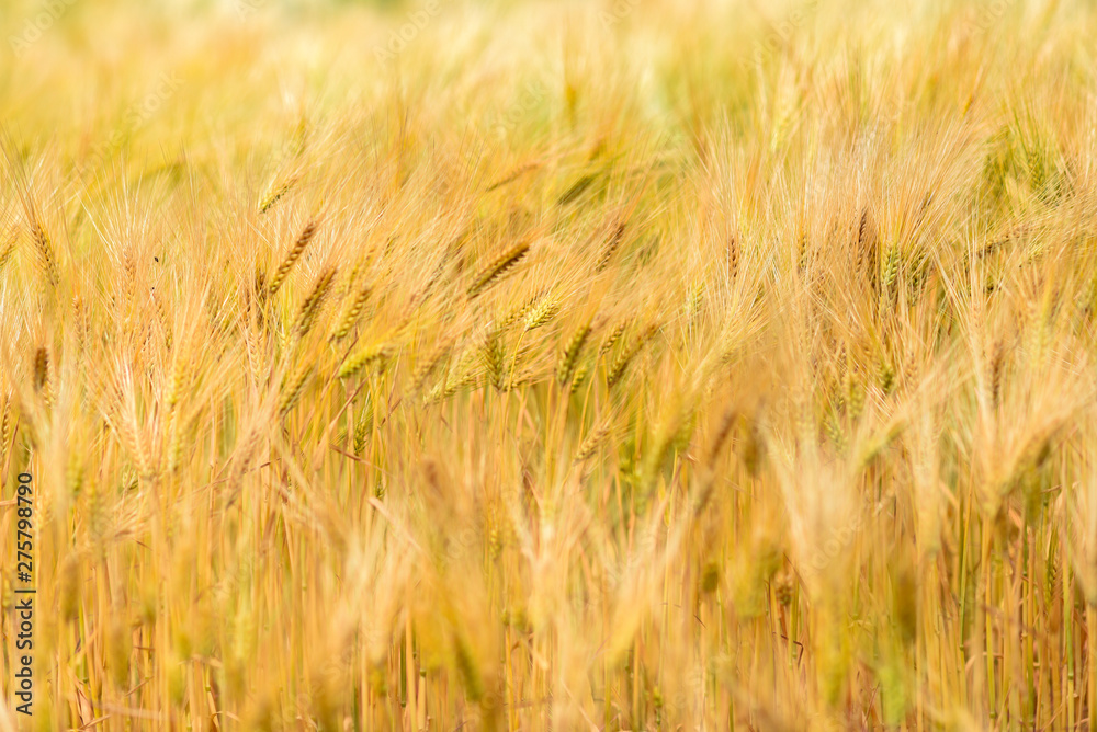.Corn ripening in the field during hot summer. .Corn ripening in the field during hot summer.