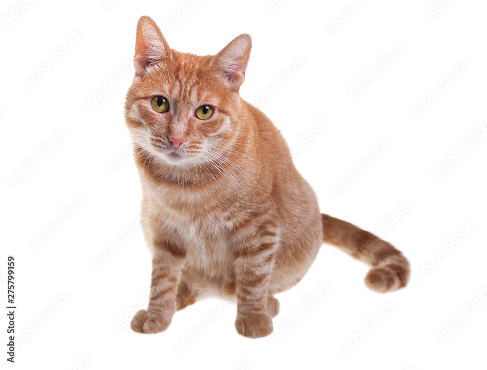 Obraz premium Red cat on a white background