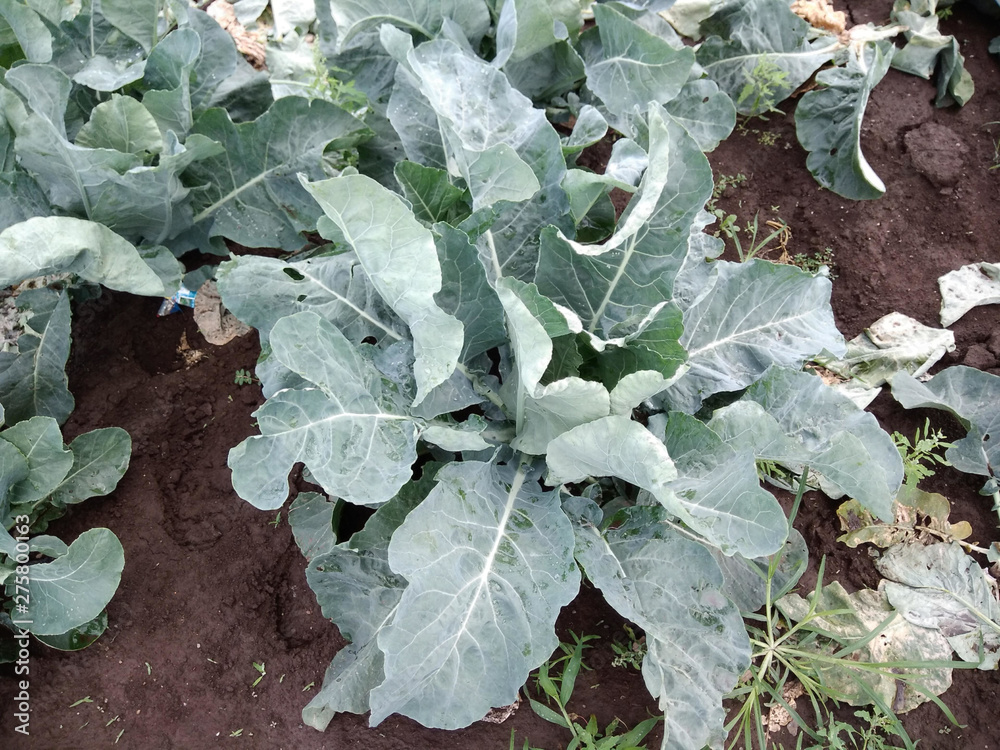 初夏のキャベツ畑 初夏のキャベツ畑