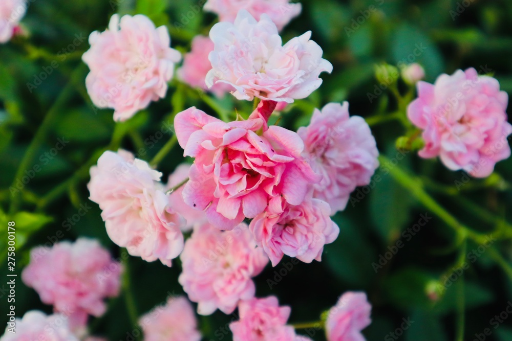 Wild pink roses.