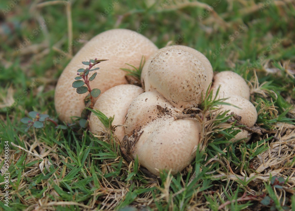 closeup view of mushroom in grass beds in the month of june closeup view of mushroom in grass beds in the month of june