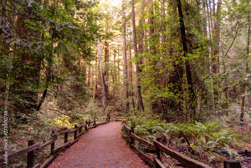 Walking path among gigantic redwood trees at Muir Woods National Park, California, USA.
