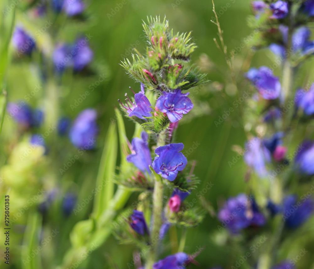 Fototapeta premium Echium vulgare flower, known as vipers bugloss and blueweed, blooming in spring